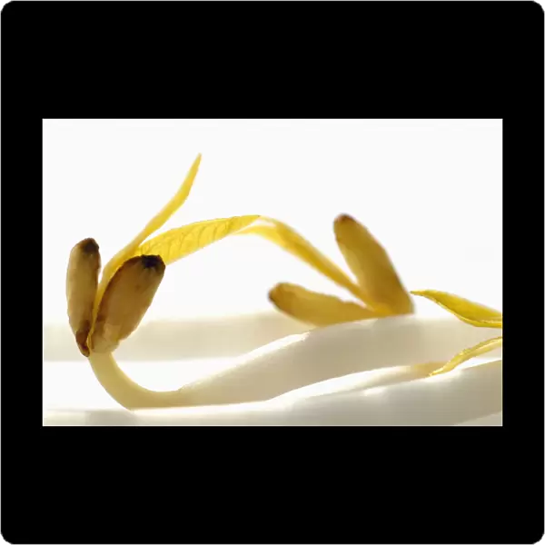 SK_0257. Vigna radiata. Mung bean. Yellow subject. White b / g