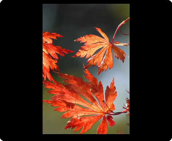 SK_0219. Acer japonicum Acontifolium. Japanese maple. Orange subject