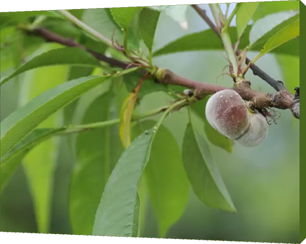 SK_0645. Prunus persica Stark Saturn. Daytime