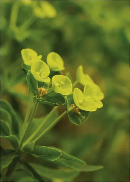 SK_0649. Euphorbia dendroides. Flower. Plant
