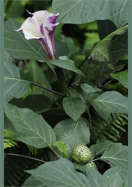 SK_0654. Brugmansia Inoxia. Flower. Plant