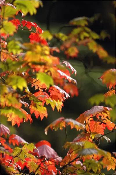 SK_0208. Acer japonicum Vitifolium. Japanese maple. Red subject. Black b / g