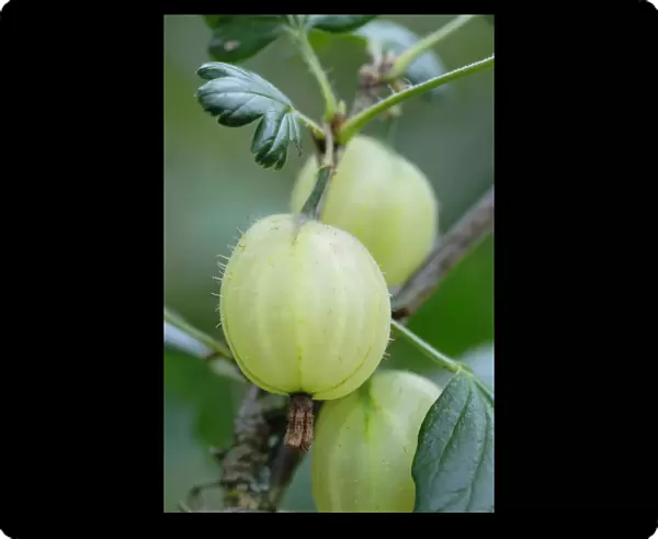 SK_0483. Ribes uva-crispa. Gooseberry. Green subject. Green b / g