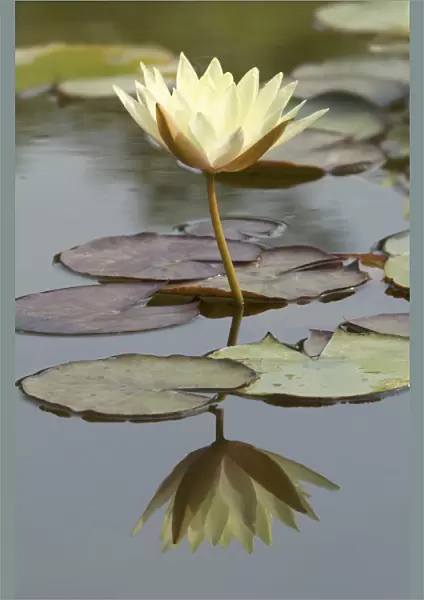 SUB_0156. Nymphaea odorata Sulphurea Grandiflora. Water lily. White subject. Green b / g
