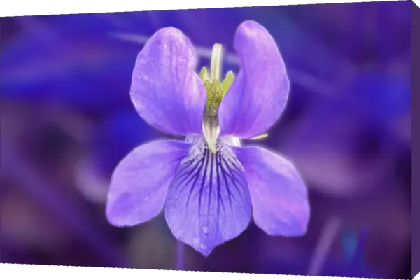 TH_0086. Viola odorata. Violet - Sweet violet. Purple subject. Purple b / g