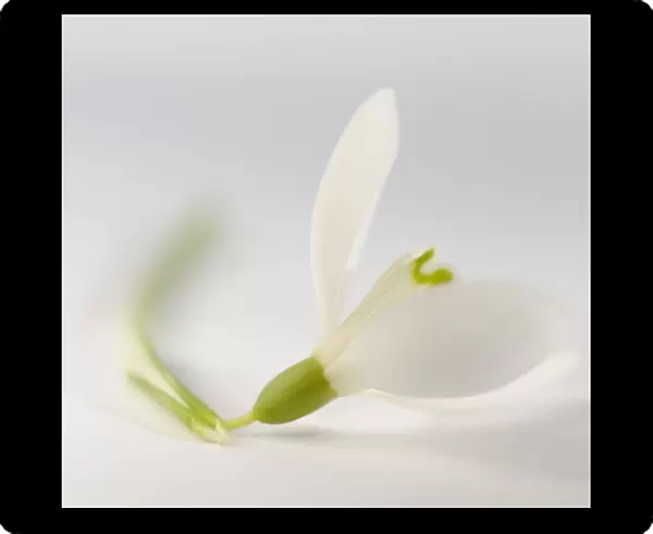 SK_0735. Galanthus nivalis. Snowdrop. White subject. White background