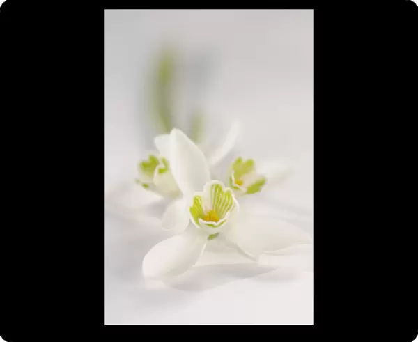 SK_0737. Galanthus nivalis. Snowdrop. White subject. White background