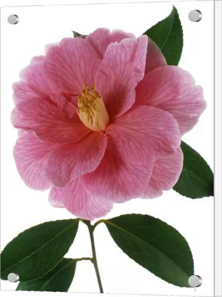 TIS_71. Camellia - variety not identified