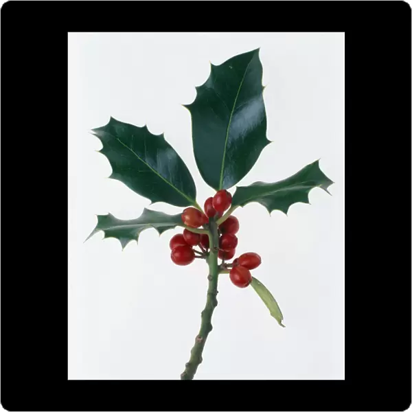 TIS_F61. Ilex aquifolium. Holly. Red subject