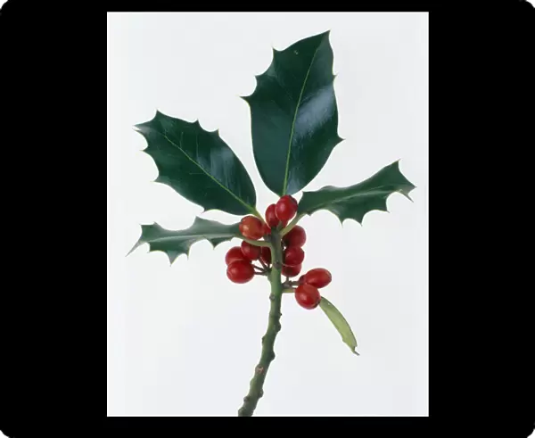 TIS_F61. Ilex aquifolium. Holly. Red subject