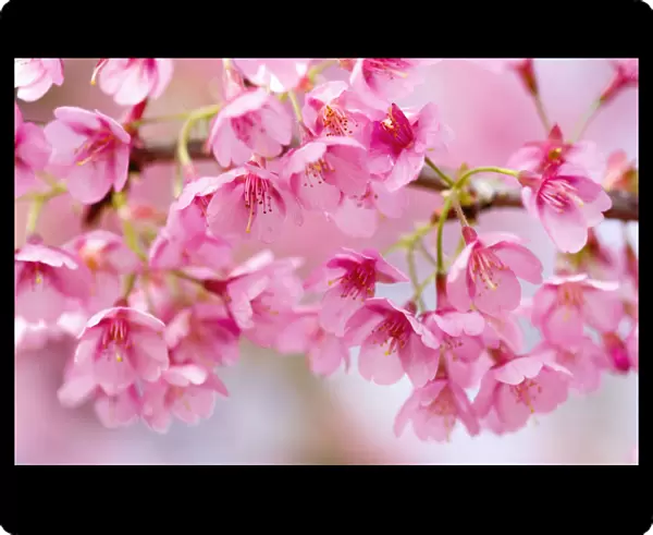 SUB_0119. Prunus Kursar. Cherry. Pink subject