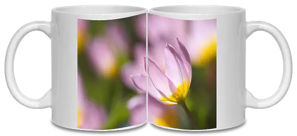 SUB_0122. Tulipa Lilac wonder. Tulip. Pink subject