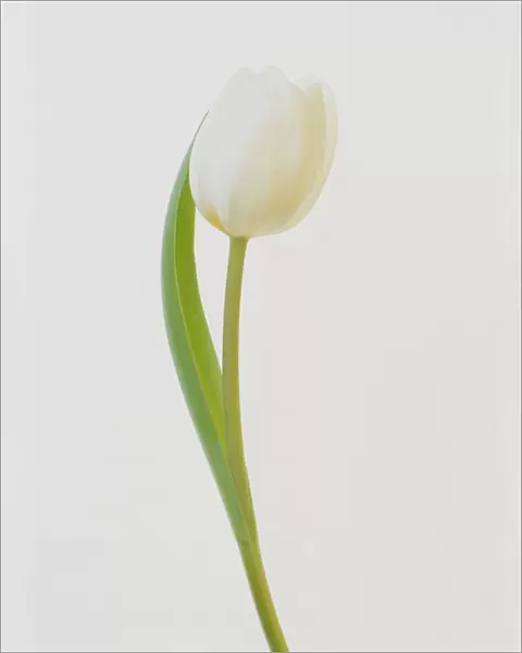 TIS_199. Tulipa - variety not identified. Tulip. White subject. White b / g