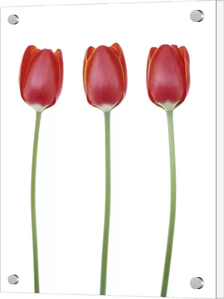TIS_324. Tulipa - variety not identified. Tulip. Red subject. White b / g