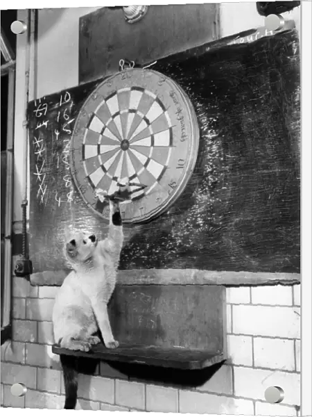 Sambo the Royal Mint Cat seen here playing darts. April 1953 D1888