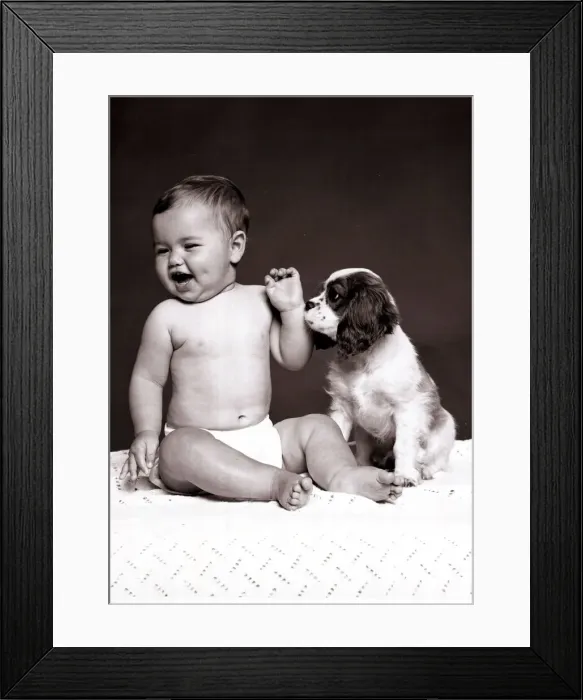 Framed Print : Baby Sophie O'Donnell Print, King Charles Spaniel October 1977 Framed Print : Baby Sophie O'Donnell Print, King Charles Spaniel October 1977
