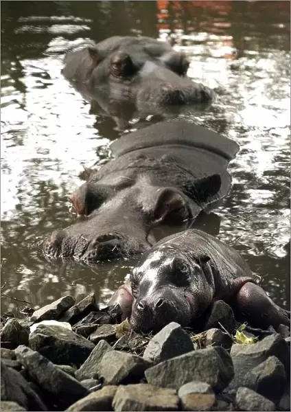 The exhausted baby hippo and mother and father at the West Midland Safari Park, Bewdley