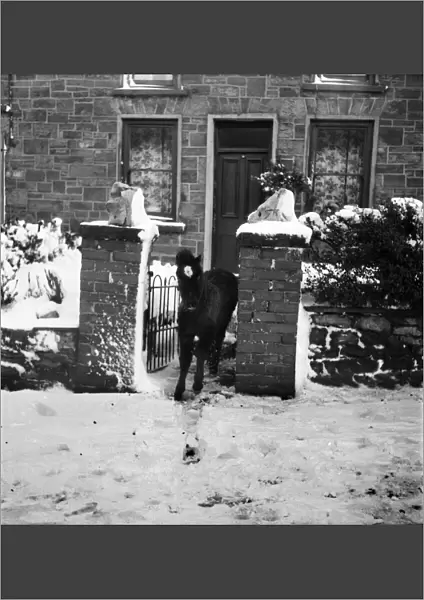Welsh Ponies at a country cottage in winter. December 1952 C6064-005