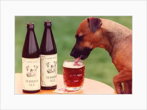 Jessie the Capheaton Terrier has a taste for the ale named after her