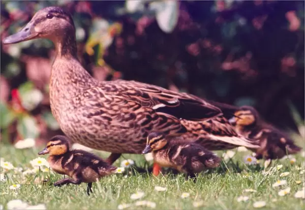 Mother duck takes charge of her ducklings
