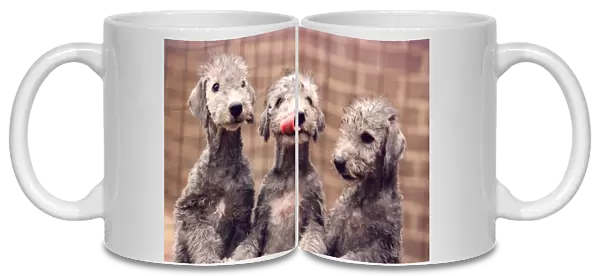 Three Bedlington Terrier puppies