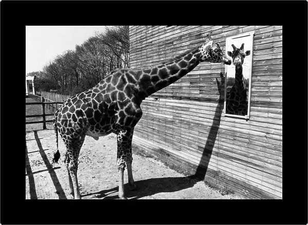 A giraffe looking at himself in the mirror May 1980 P011763