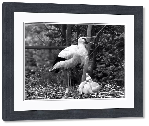 Stork guarding her day old chicks. 13th June 1974 74  /  03639 P044381