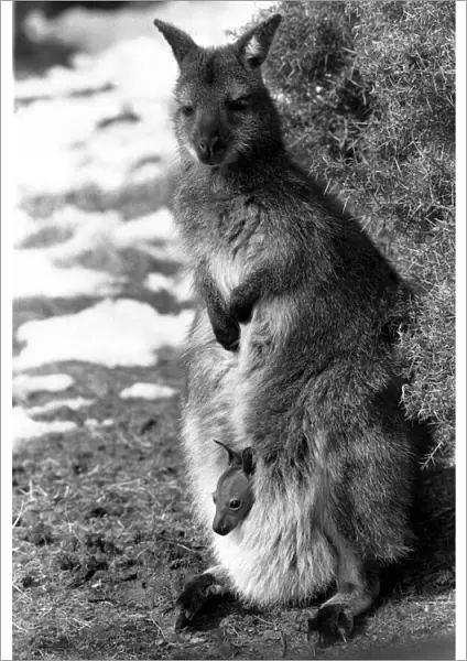 Baby heralds spring time!!. A wallaby mother with baby in her pouch March 1987