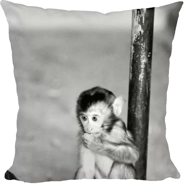 Baby pig-tailed monkey January 1975 75-00240-006