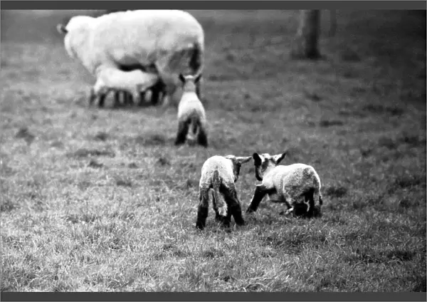 Spring lambs in Kent. January 1975 75-00492-009