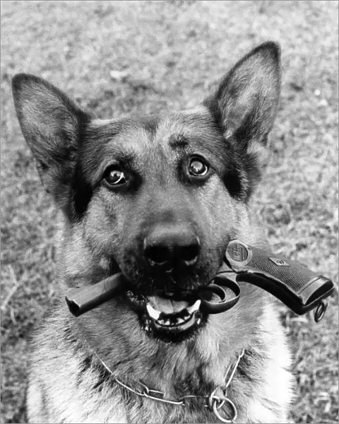 Animals - Dogs - Alsatians. Gun Dog Xian gets his teeth into his work. March 1979 P000596