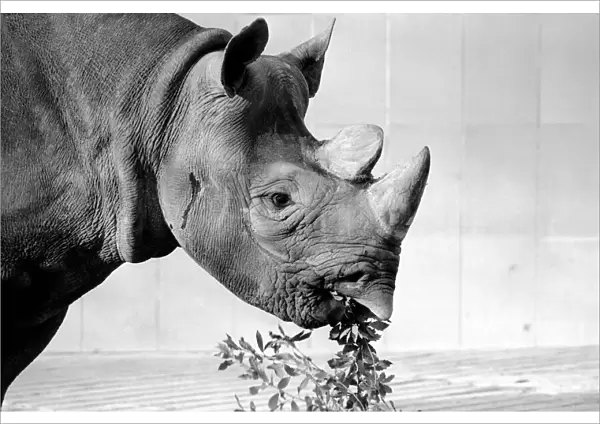 Black Rhino at Bristol Zoo. January 1975 75-00379-013