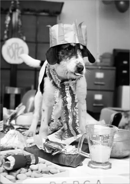Blog, the mongrel, complete with Christmas-hat, is last to arrive at the party held at an