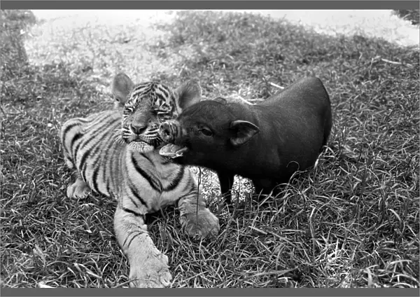 Tiger cub and Vietnamese pig at Zoo. 77-04303-003