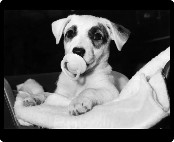Hey dummy. Polly the terrier. January 1984 P006499