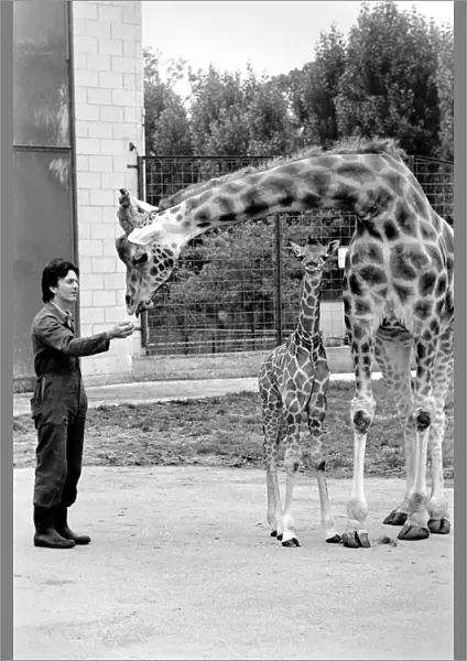 Delilah and baby giraffe seen here at Chessington Zoo with their Zoo Keeper