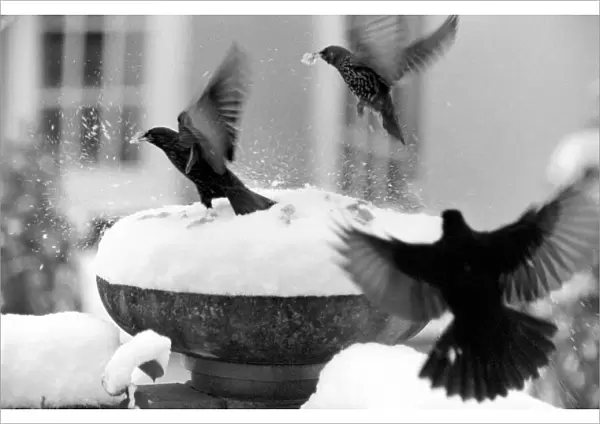 With over three inches of snow covering the top of the bowl bird table-giving it