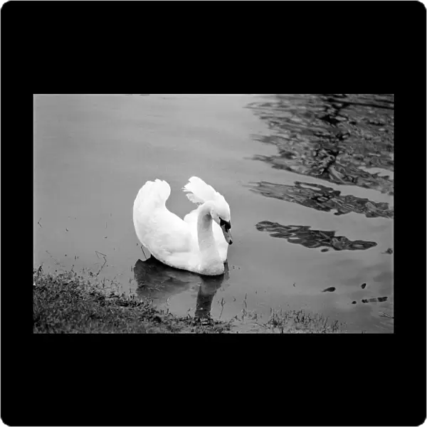 Swan 'Fred'. March 1975 75-01450-013