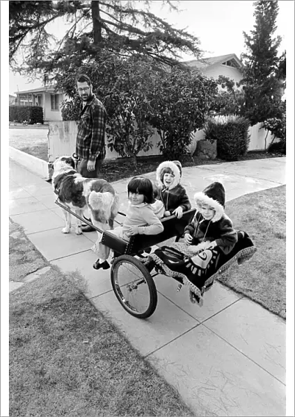 St. Bernards dog cart. January 1975 75-00282