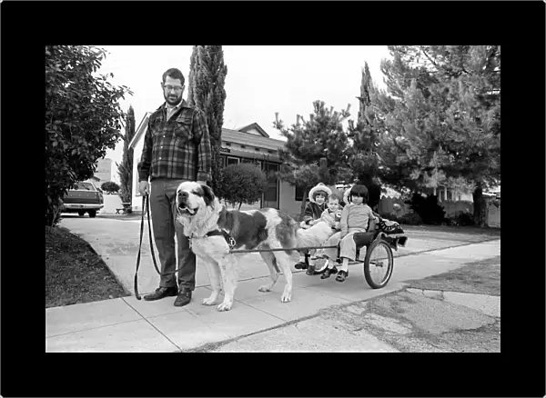 St. Bernards dog cart. January 1975 75-00282-001