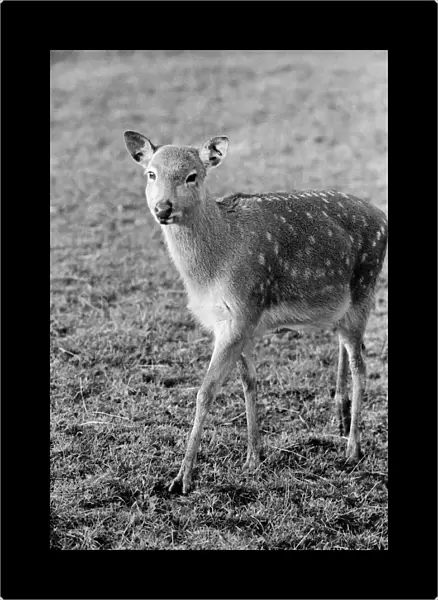 Deer at Whipsnade Zoo. December 1974 74-7583-002