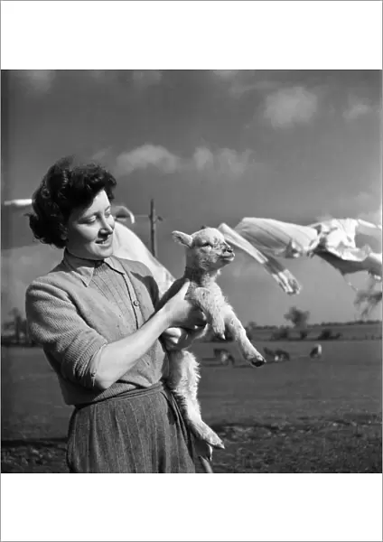 Spring Lambs on Blarche Farm. February 1950 O22756-002