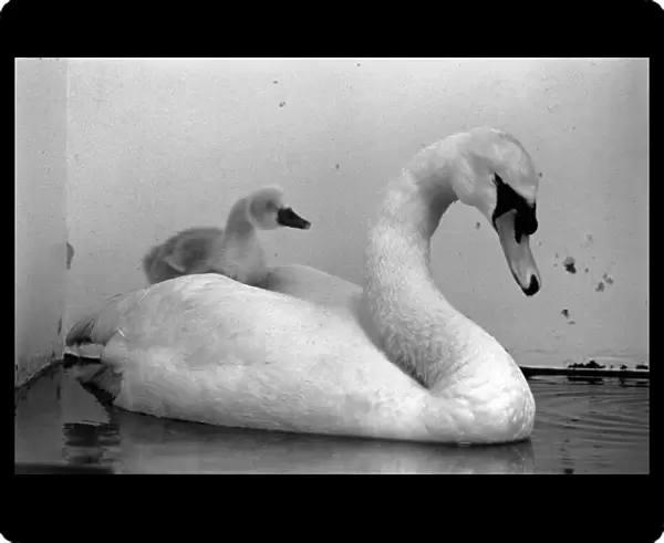 This swan and its cygnets were found on a Motorway. The mother of the cygnet had beed