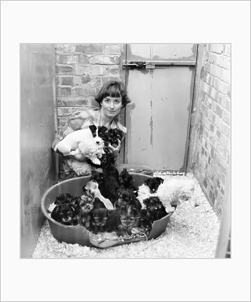 One of the kennel maids at a animal charity re-homing centre for unwanted