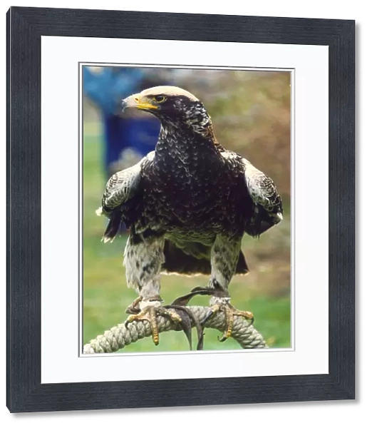 A Verraux Eagle bird of prey