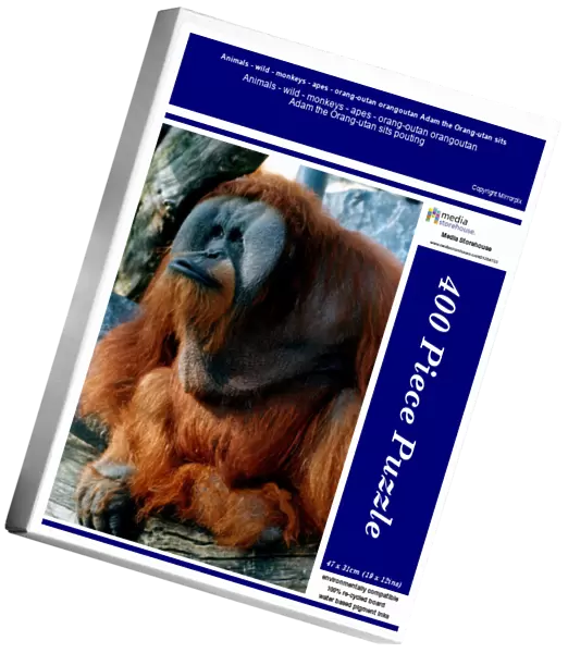 Animals - wild - monkeys - apes - orang-outan orangoutan Adam the Orang-utan sits