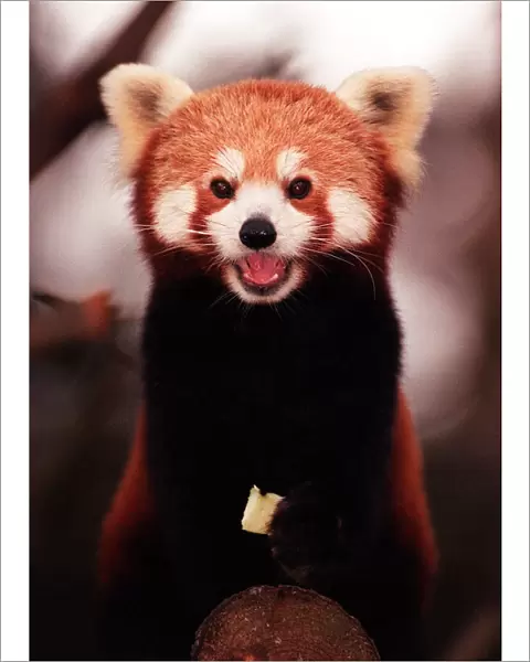 Rusty the rare Red Panda born at Edinburgh Zoo - November 1997