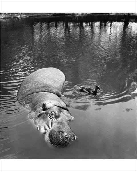 Hippo and Duck. July 1952 C3347
