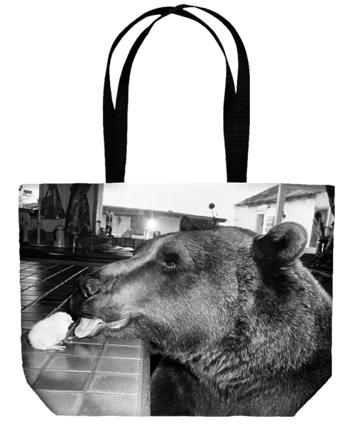 Animals - Bears Tasteful. Hercules, licking friendship into shape. April 1982 P000565