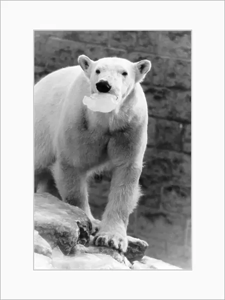 Animals - Bears - Polar. Ice Lolly... Bonnie the polar bear. January 1985 P000369